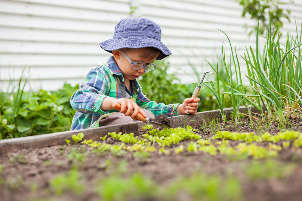 Child Gardening in Vegetable Garden in the Backyard